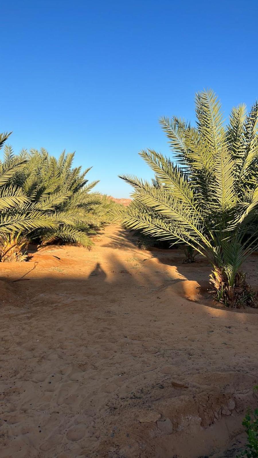 منتجع إستكنان The Quite 2 Apartment Al Ula Bagian luar foto